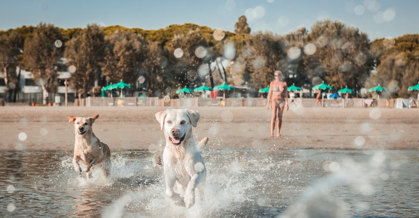 Regole per l'accesso dei cani in spiaggia a Grado